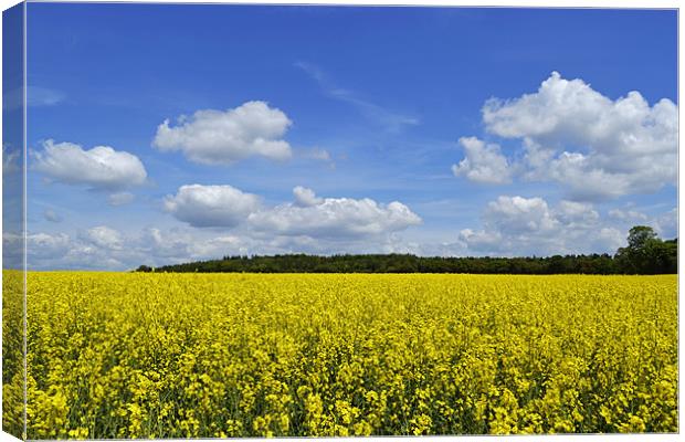 Field of Golden Rape seed Canvas Print by Donna Collett