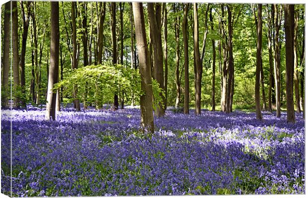 Bluebells Canvas Print by Donna Collett