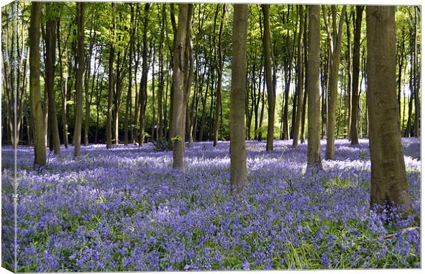 A Carpet of Bluebells Canvas Print by Donna Collett