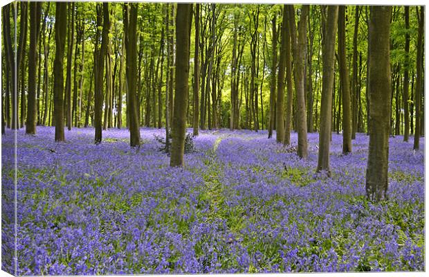 Bluebell woodlands Canvas Print by Donna Collett