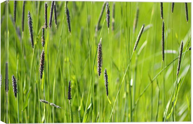 Abstract Grass Canvas Print by Donna Collett