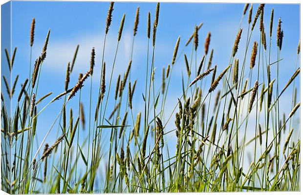 Grass in the Breeze Canvas Print by Donna Collett