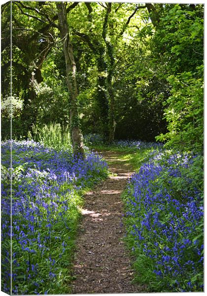 Path through the bells Canvas Print by Donna Collett