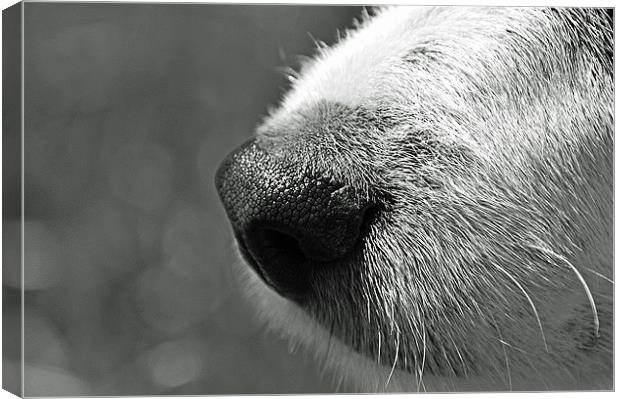 whats that smell Canvas Print by Donna Collett