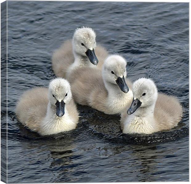 4 cuties Canvas Print by Donna Collett