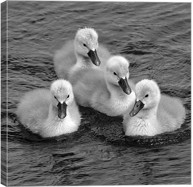 cygnets in mono Canvas Print by Donna Collett