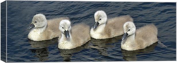 4 in a row Canvas Print by Donna Collett