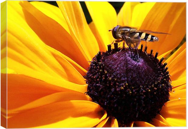 Hoverfly on flower Canvas Print by Donna Collett