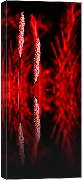 Grass reflection Red - slim Canvas Print by Donna Collett