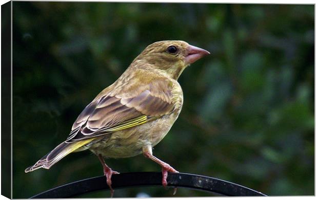 Young Greenfinch Canvas Print by Donna Collett