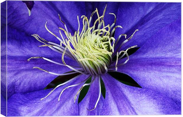 Clematis - macro Canvas Print by Donna Collett