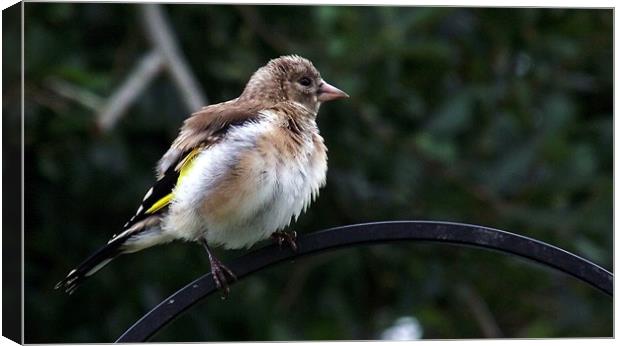 Young Fluffed Goldfinch Canvas Print by Donna Collett