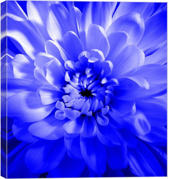 Dahlia - Blue Glow Canvas Print by Donna Collett