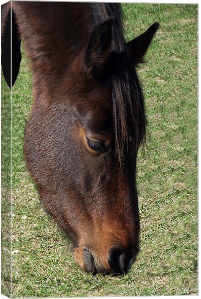 New Forest Pony - Head shot Canvas Print by Donna Collett
