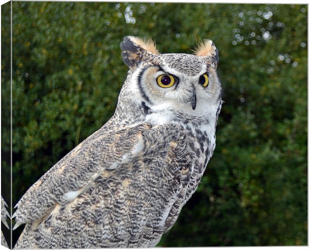 Canadian Great Horned Canvas Print by Donna Collett