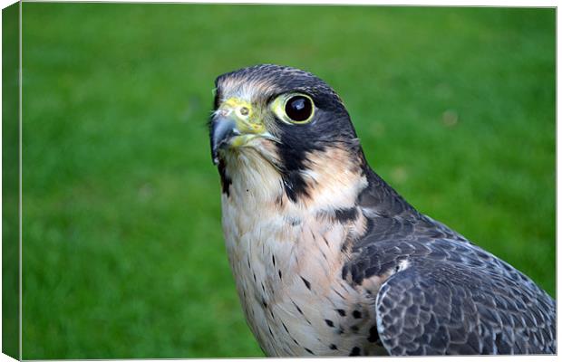 Peregrine/Lanner Falcon Canvas Print by Donna Collett