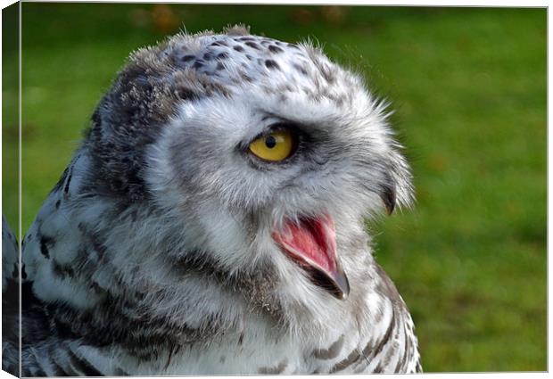 Snowy Owl - 4months old Canvas Print by Donna Collett