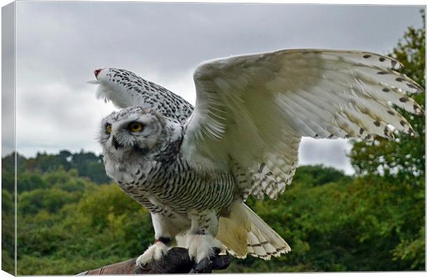 4mth old Snowy Owl - wing display Canvas Print by Donna Collett