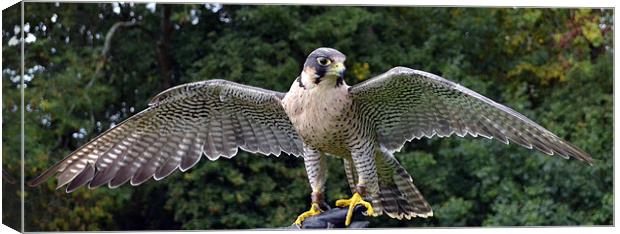 Peregrine/Lanner Falcon - display Canvas Print by Donna Collett