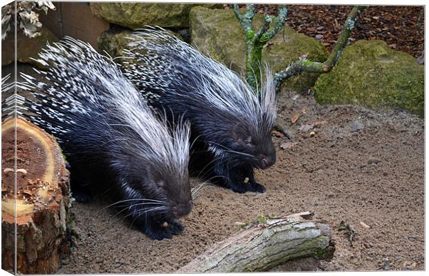 Porcupines Canvas Print by Donna Collett