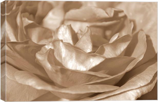 Sepia Rose Canvas Print by Donna Collett