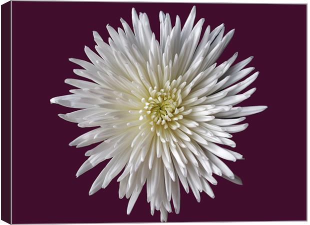 White Bloom Chrysanthemum Canvas Print by Donna Collett