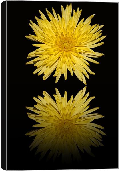 Yellow Bloom  Chrysanthemum - Reflection Canvas Print by Donna Collett