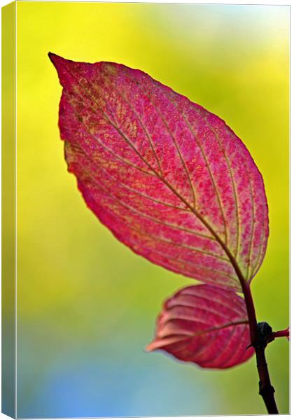 Autumn Leaf Canvas Print by Donna Collett