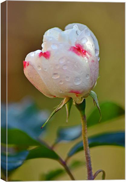 Rose Bud & Leaves Canvas Print by Donna Collett