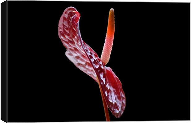 Anthurium - Choco Canvas Print by Donna Collett