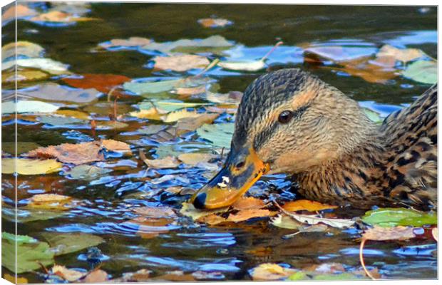 Autumn on the Pond Canvas Print by Donna Collett