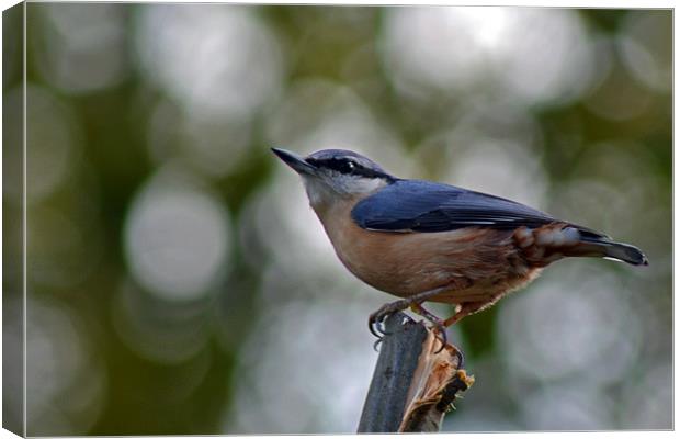Nuthatch Canvas Print by Donna Collett