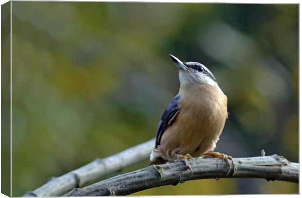 Red Breasted Nuthatch Canvas Print by Donna Collett