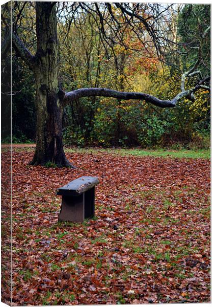 Autumn Seat Canvas Print by Donna Collett