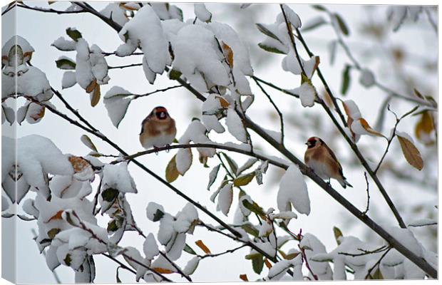 Winter Goldfinches Canvas Print by Donna Collett