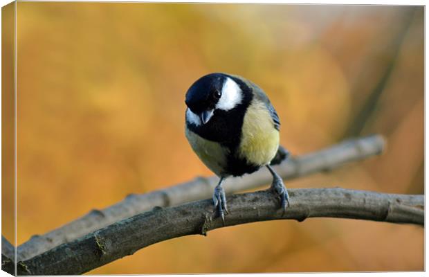 Great tit Canvas Print by Donna Collett