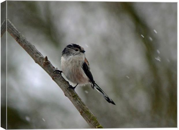 Long Tailed Tit Canvas Print by Donna Collett