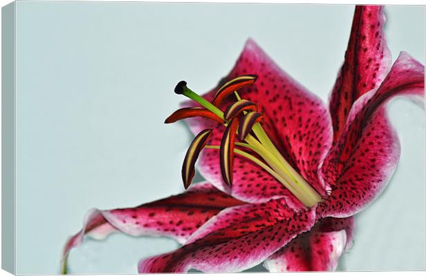 Lily - Aranal Canvas Print by Donna Collett