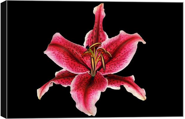 Pink Lily Canvas Print by Donna Collett