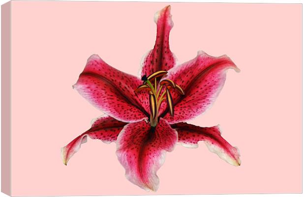 Pink Lily - Aranal Canvas Print by Donna Collett
