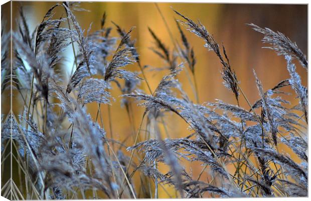 Reeds with a golden glow Canvas Print by Donna Collett