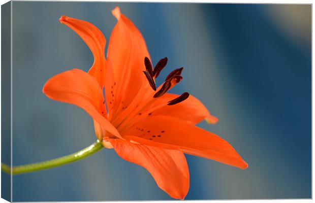 Tiger Lily -Side view Canvas Print by Donna Collett