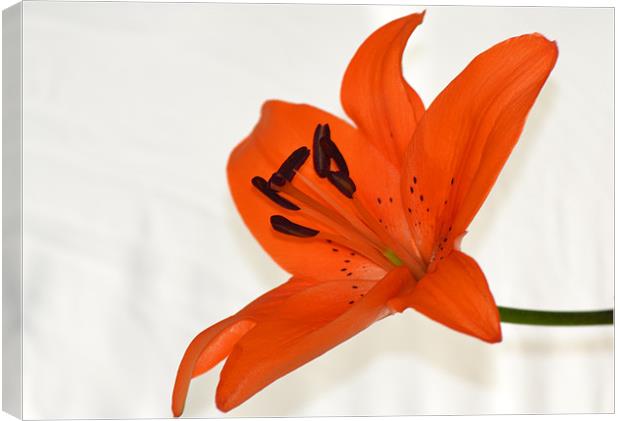 Tiger Lily 2 Canvas Print by Donna Collett