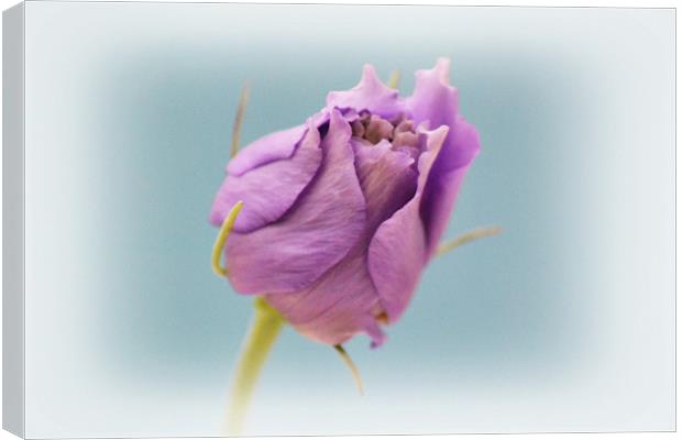 Lisianthus Canvas Print by Donna Collett