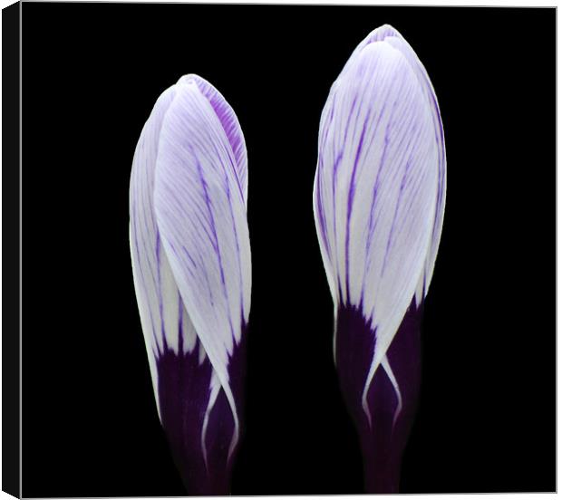 Crocus duo Canvas Print by Donna Collett