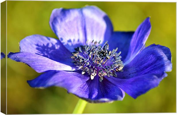 Blue Anemone Canvas Print by Donna Collett
