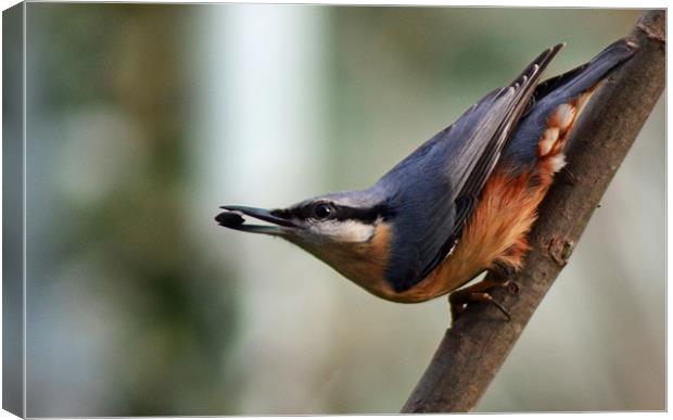 Nuthatch Canvas Print by Donna Collett
