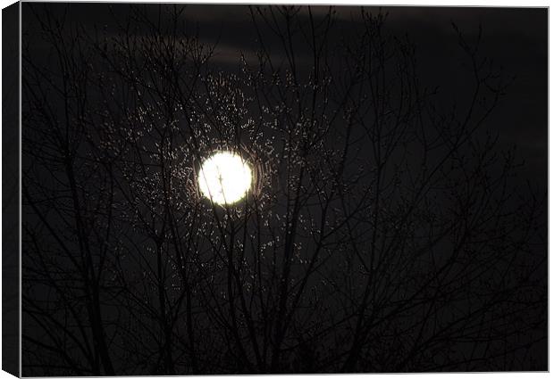 Moonlit Tree Canvas Print by Donna Collett