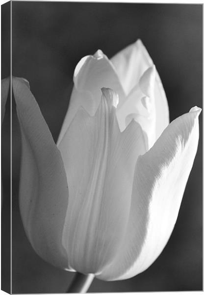 Black & White Tulip Canvas Print by Donna Collett