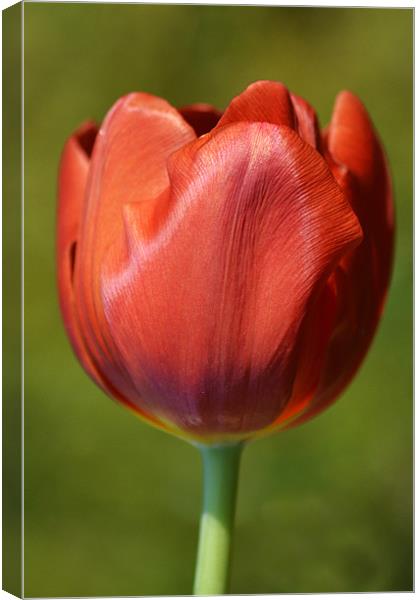 Red Tulip Canvas Print by Donna Collett